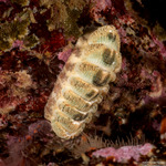 Chitonoidea