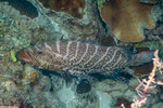 Mycteroperca