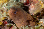 Anguilliformes