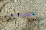 Apogonidae