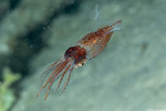 Coleoidea