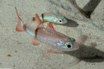 Apogonidae