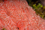 Clionaida