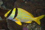 Haemulidae