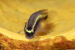 Gobiiformes