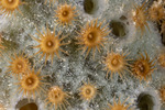 Cnidaria