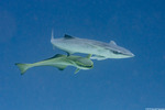 Echeneidae