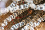 Amphipoda