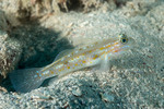 Gobiiformes