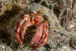 Dardanus