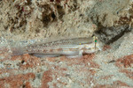 Gobionellinae