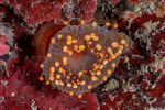Corallimorphidae