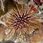 Euechinoidea
