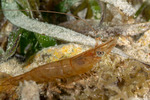 Dendrobranchiata