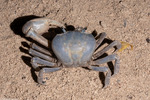 Decapoda