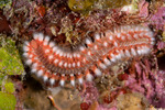 Annelida