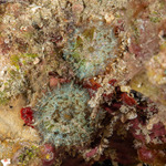 Hexacorallia