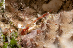 Munididae