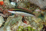 Labridae