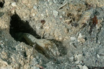 Caridea
