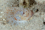 Naticinae