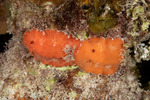 Platydoris