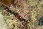 Paguroidea