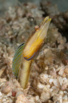Blenniiformes