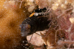 Chaenopsidae