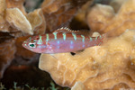Serraninae