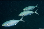 Caranx
