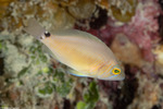 Serraninae