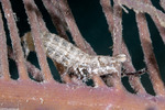 Unipeltata