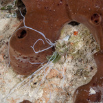 Terebellidae