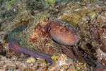 Coleoidea