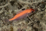 Holocentridae