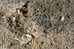 Iridopagurus