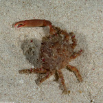 Majoidea