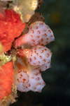 Tunicata
