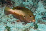 Serranidae