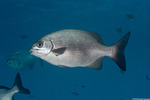 Centrarchiformes