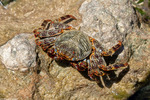 Thoracotremata