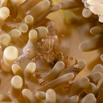 Periclimenes