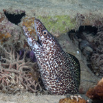 Muraenidae