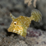 Tetraodontiformes