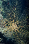 Echinodermata