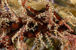Cnidaria