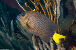Microspathodon