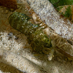 Unipeltata