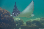 Aetobatus